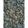 Nice and delicious sunflower seeds